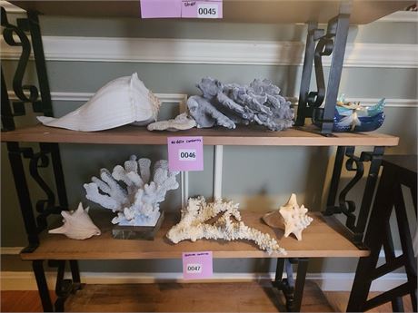 046 - Assorted Seashells and Coral on Middle Shelf